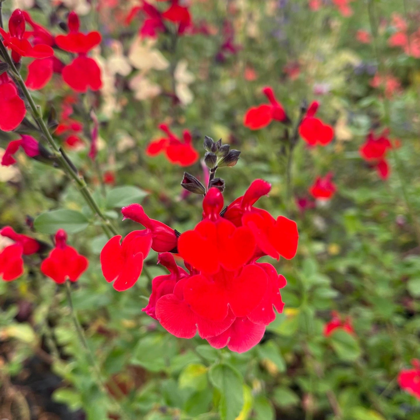 Roter Pfirsichsalbei - Salvia greggii 'Peach'
