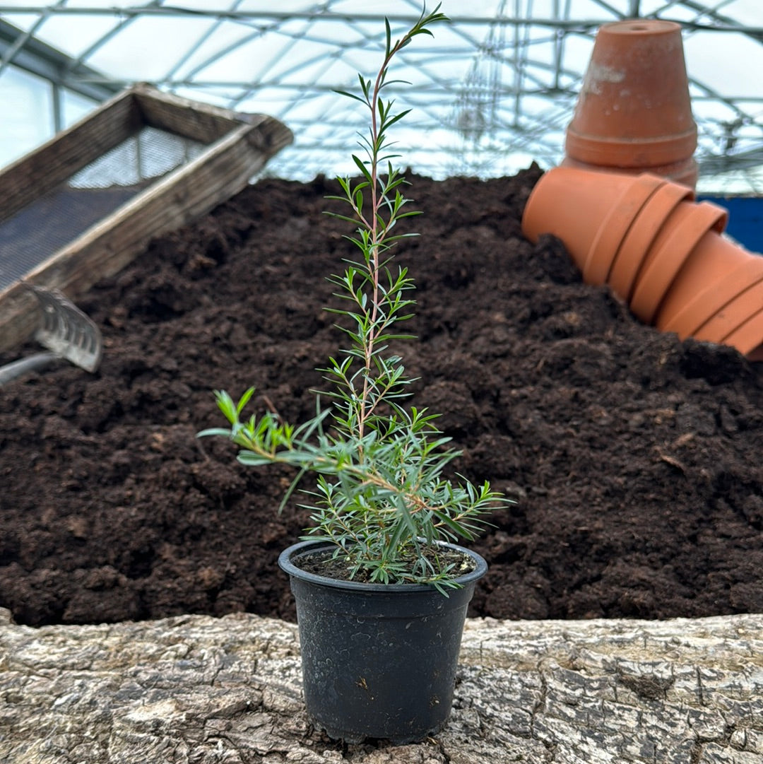 Kanuka - Kunzea ericoides
