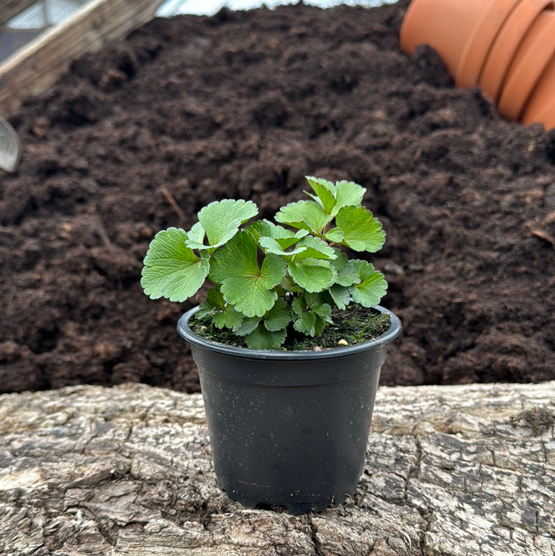 Schottischer Liebstock - Ligusticum scotium