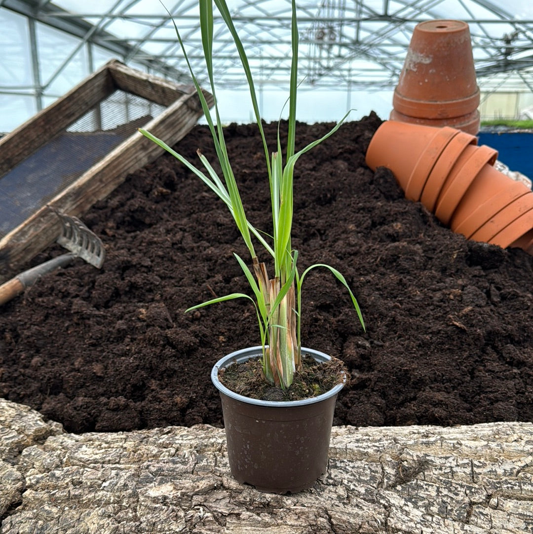 Zitronengras/Lemongras - Cymbopogon nardus