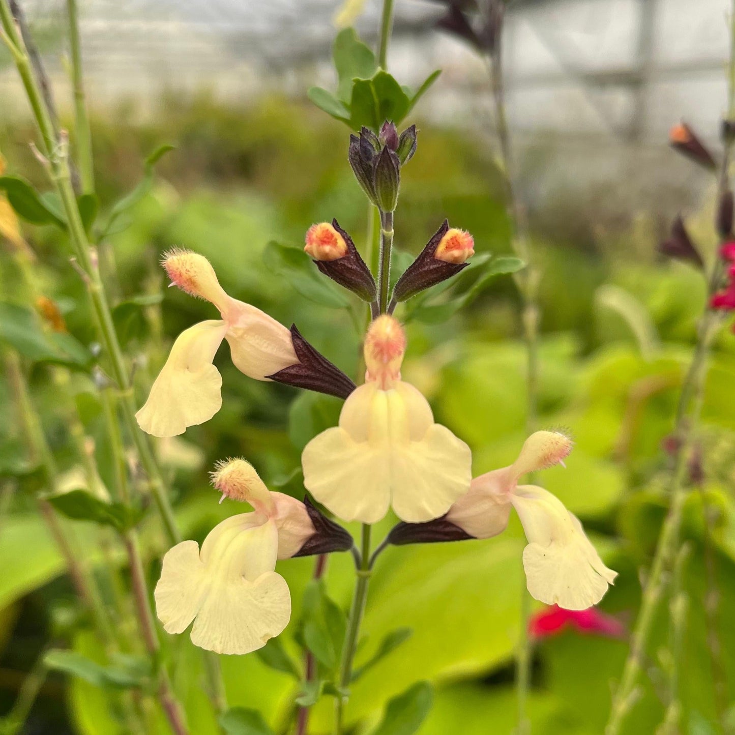 Apricot Pfirsichsalbei - Salvia greggii 'Peach'