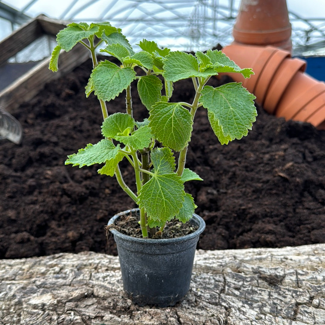 Jamaicathymian Grün - Plectranthus ambionicus
