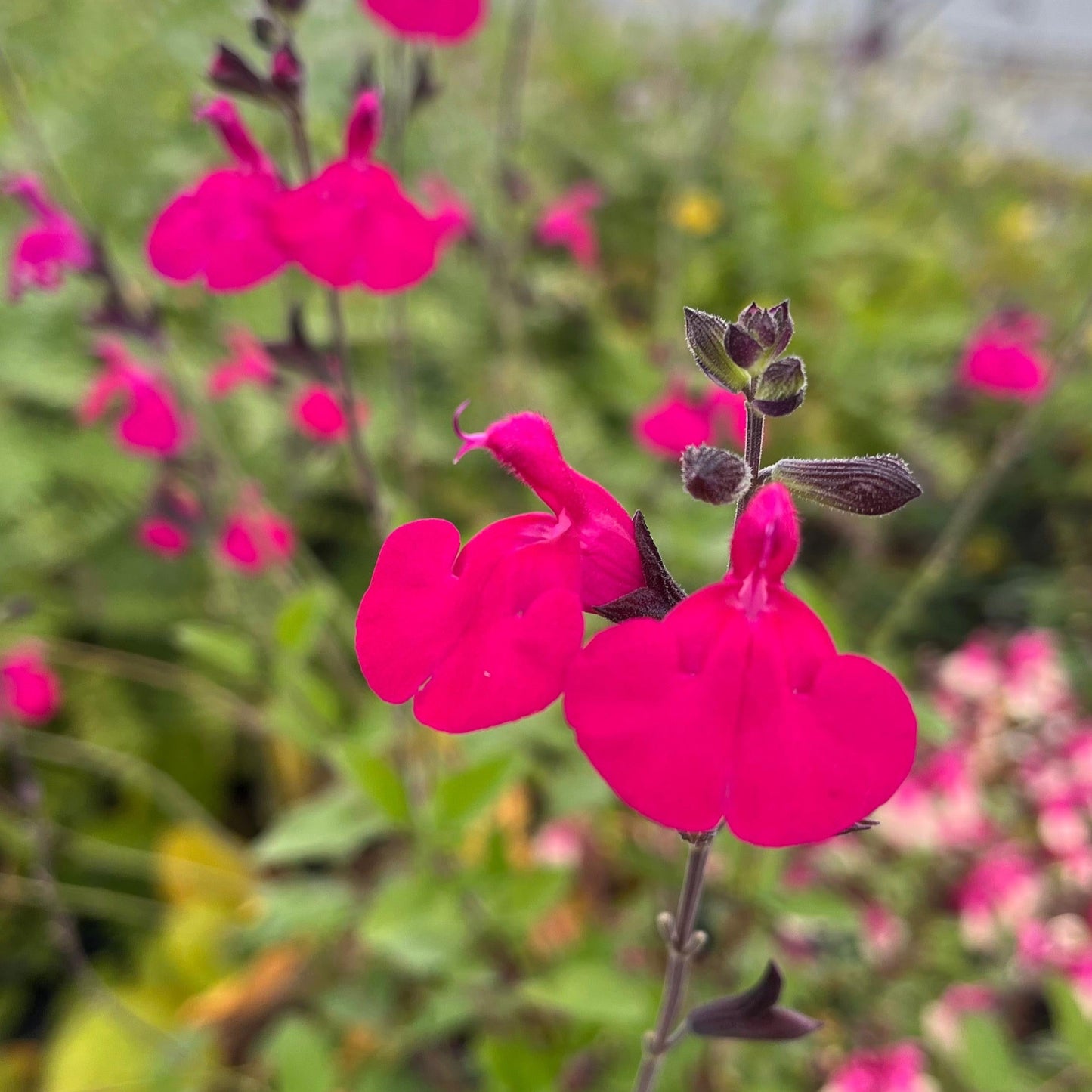 Pink Pfirsichsalbei - Salvia greggii 'Peach'