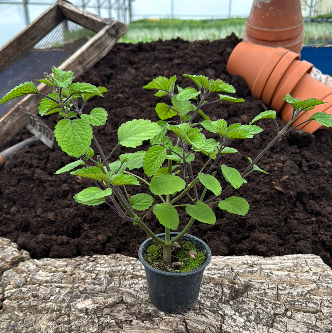 Zulu-Plectrantus - Plectranthus zuluensis
