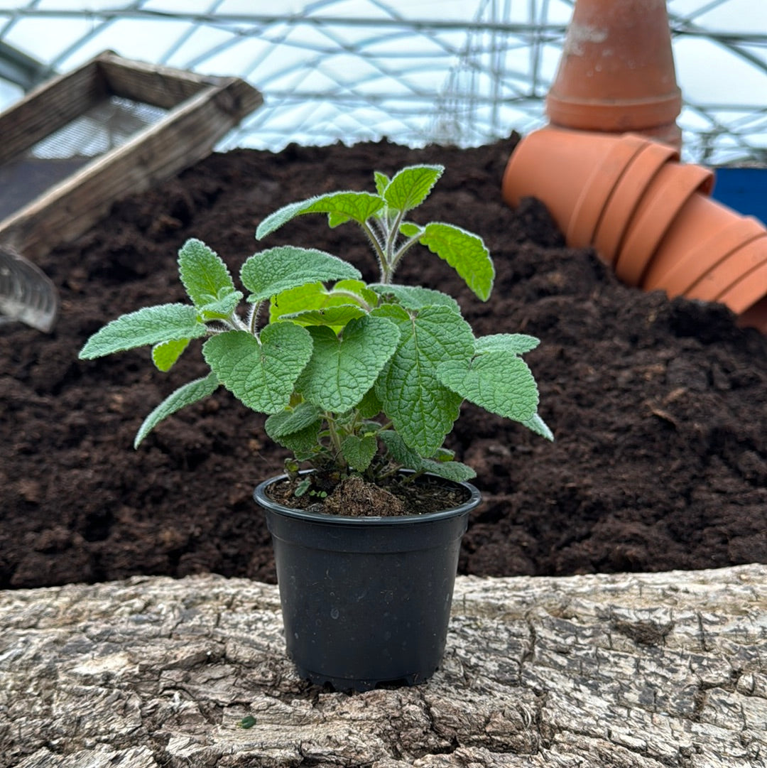 Mandarinenmelisse - Melissa officinalis ssp. altissima