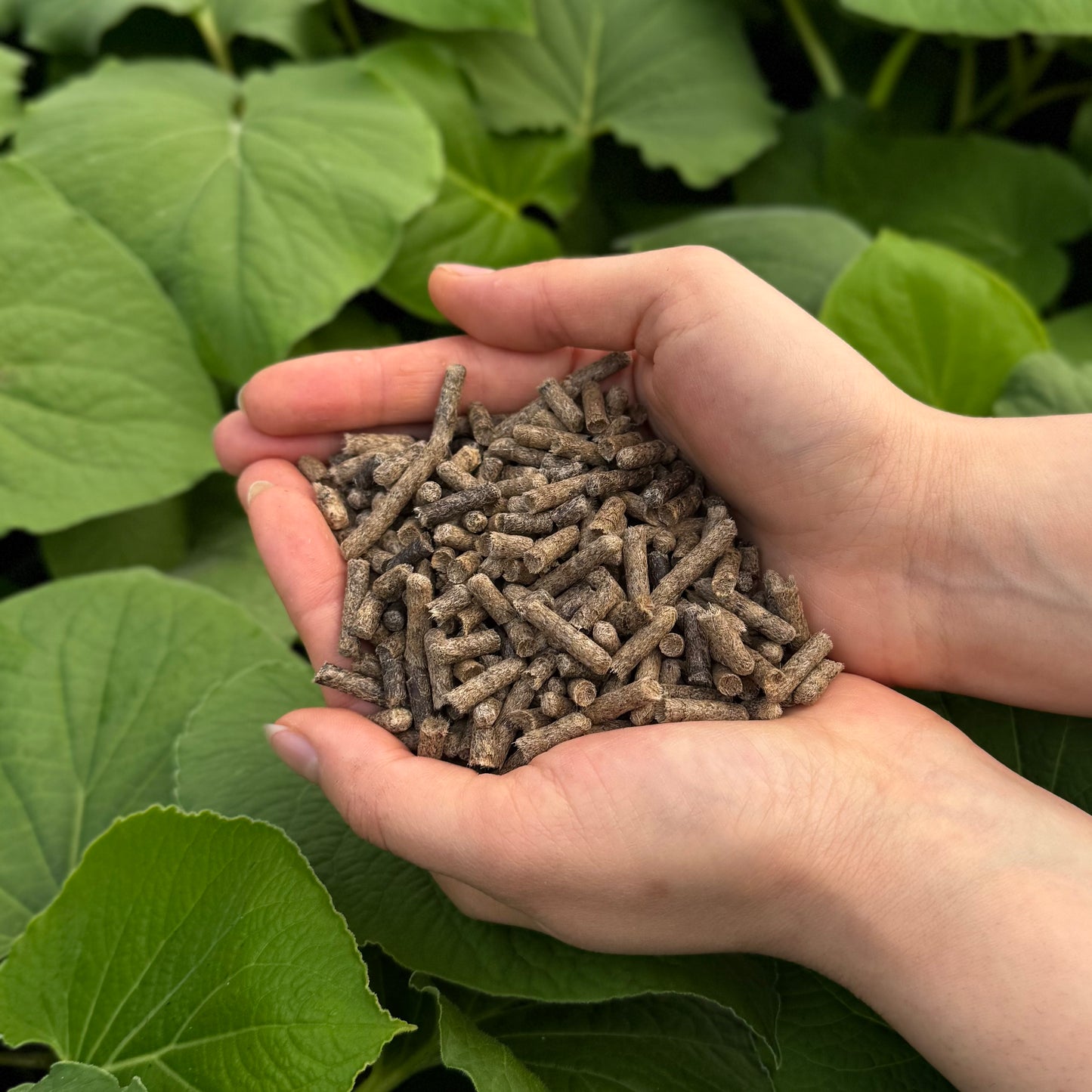 Schafwolldünger Tomaten & Gemüse - DÜDÜ