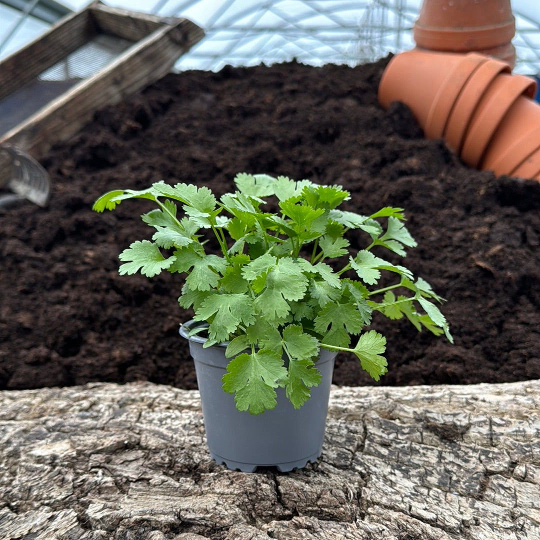 Zitronen-Koriander - Coriandrum sativum 'Lemon'