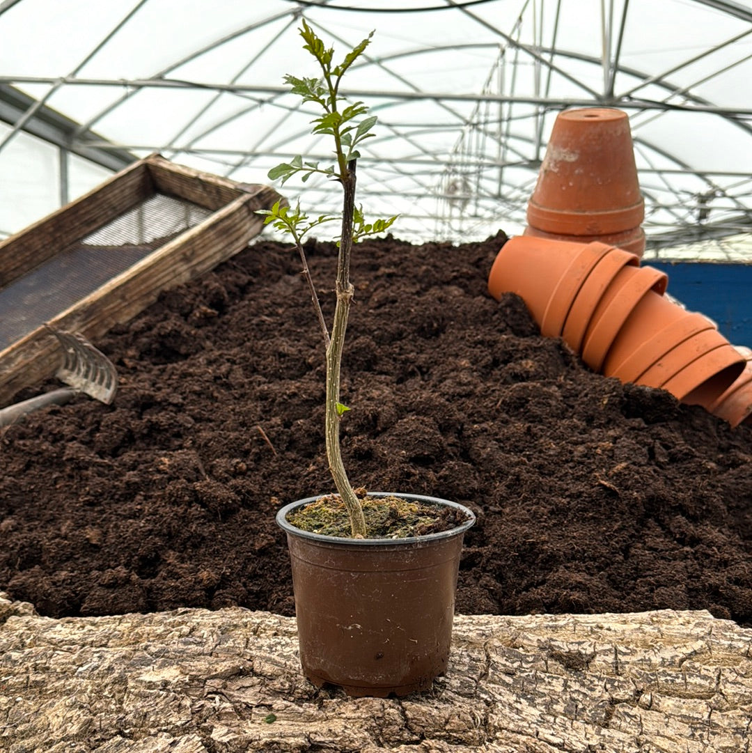 Szechuan Pfeffer - Zanthoxylum simulans