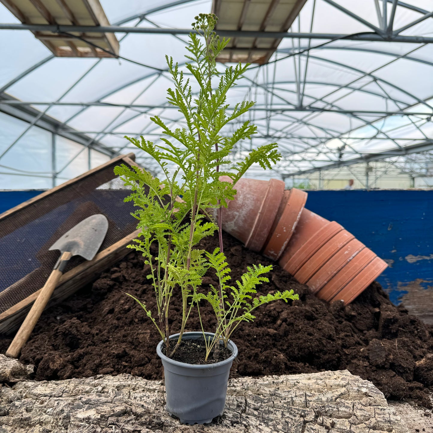 Rainfarn kraus - Tanacetum vulgare 'Crispo'