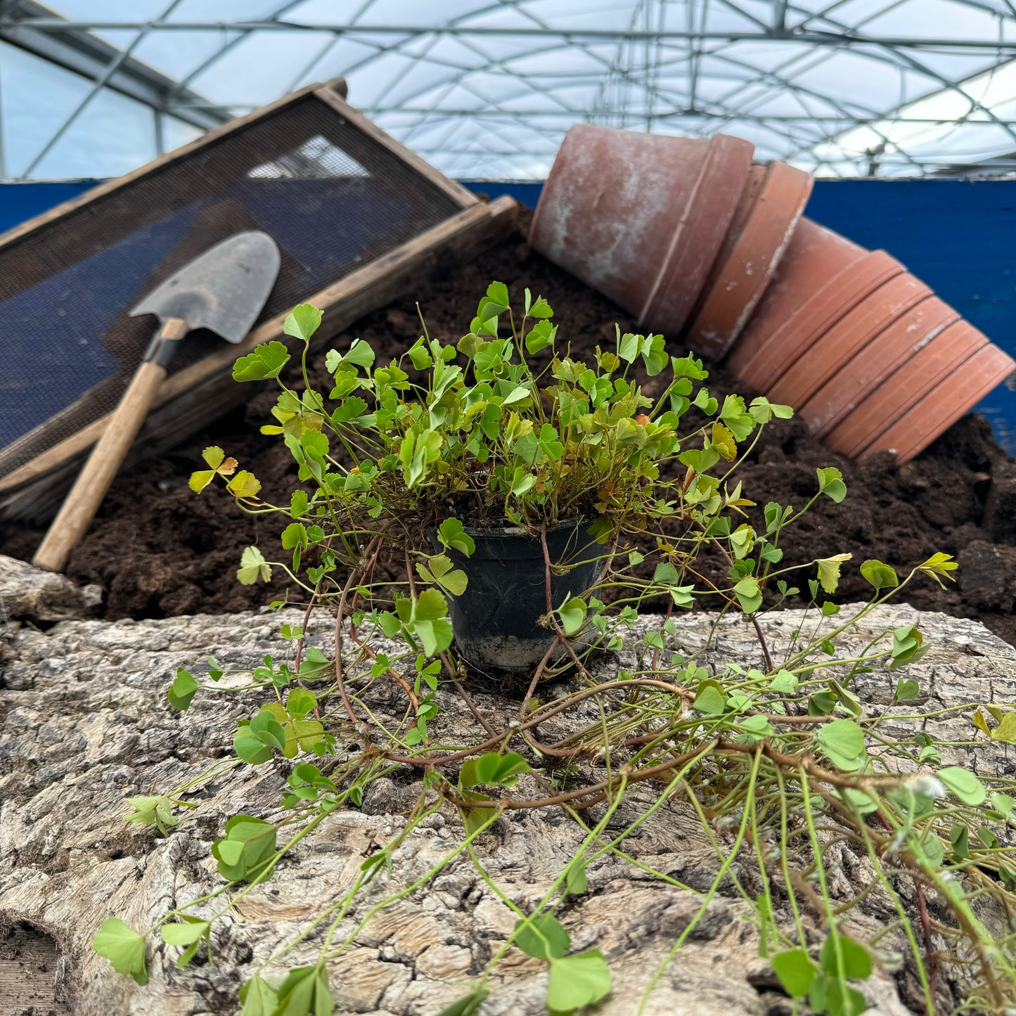 Sushni - Marsilea minuta