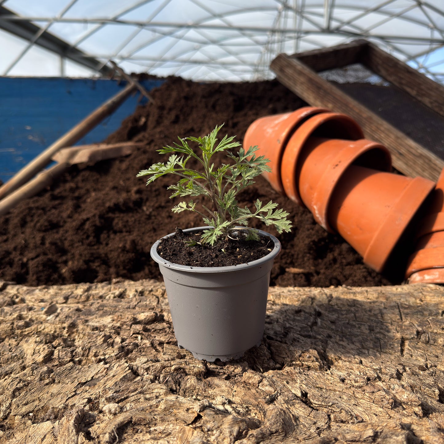Ligurischer Beifuß - Artemisia caerulescens
