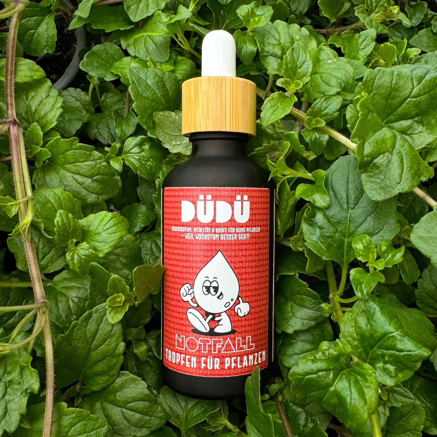DÜDÜ - Notfalltropfen für Pflanzen