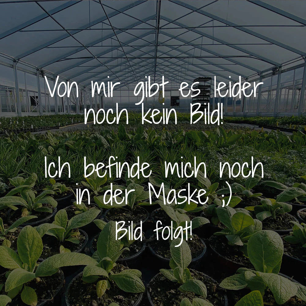 Mariendistel - Silybum marianum