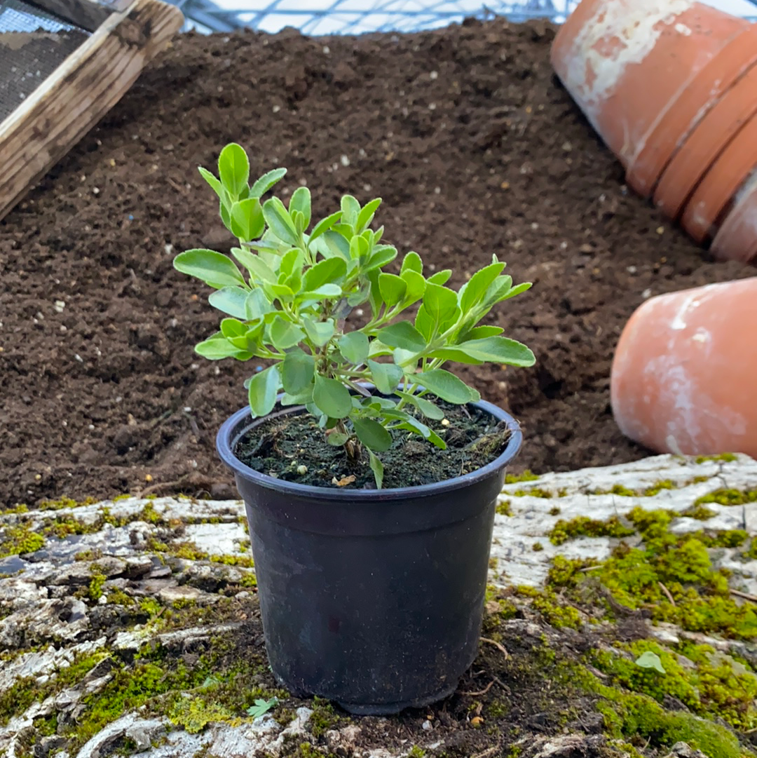 Apricot Pfirsichsalbei - Salvia greggii 'Peach'