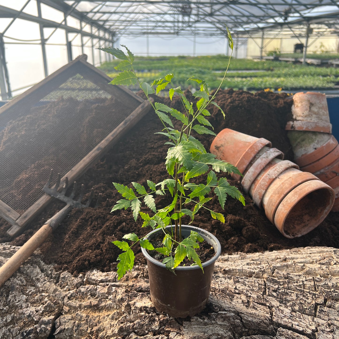 Neem-Baum - Azadirachta indica