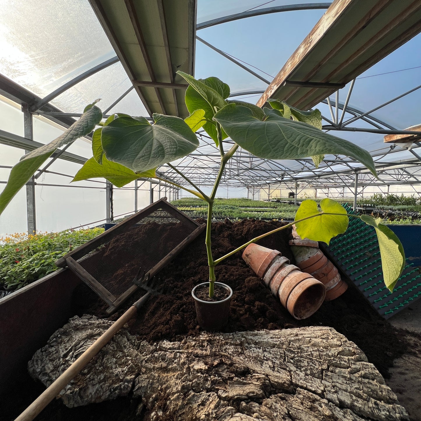 Pfefferblatt - Piper auritum