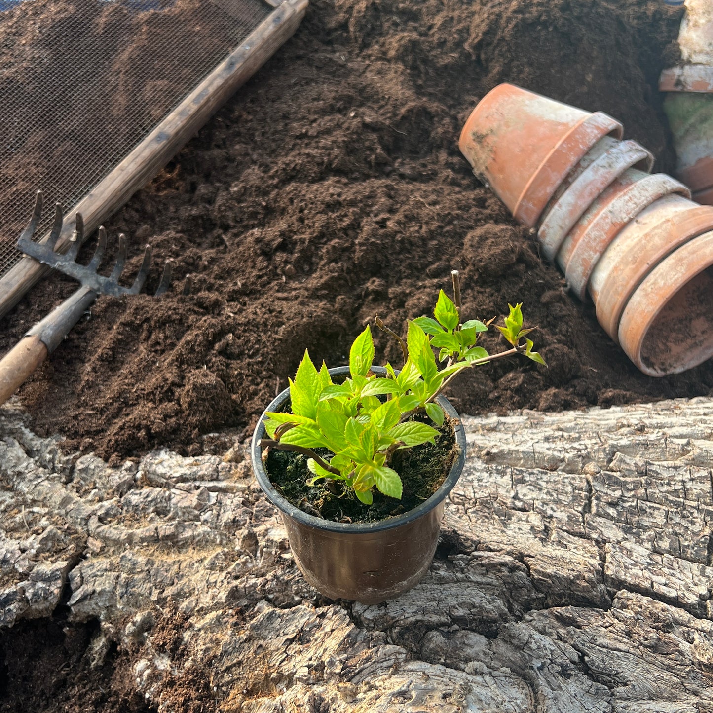 Japanische Tee-Hortensie - Hydrangea serrata 'Oamacha'