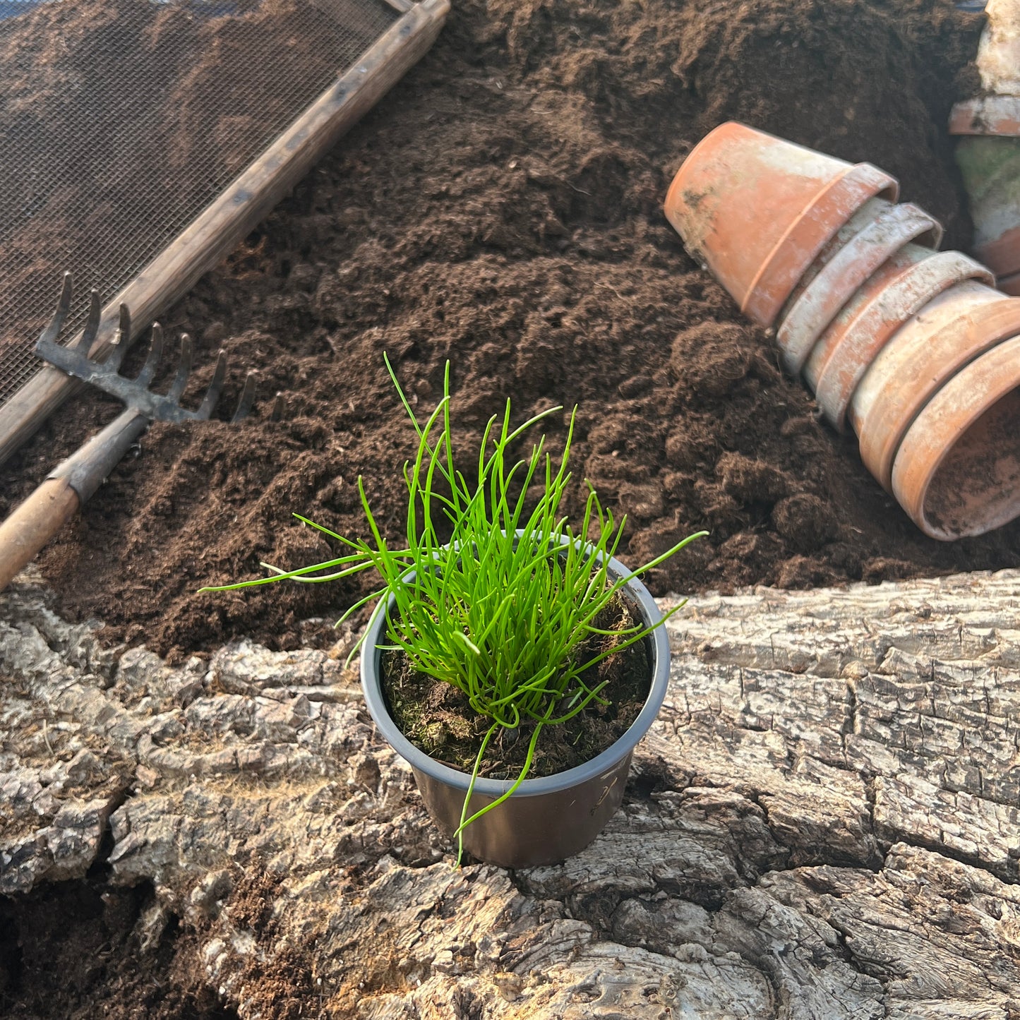 Schnittlauch Weißblühend - Allium schoenoprasum