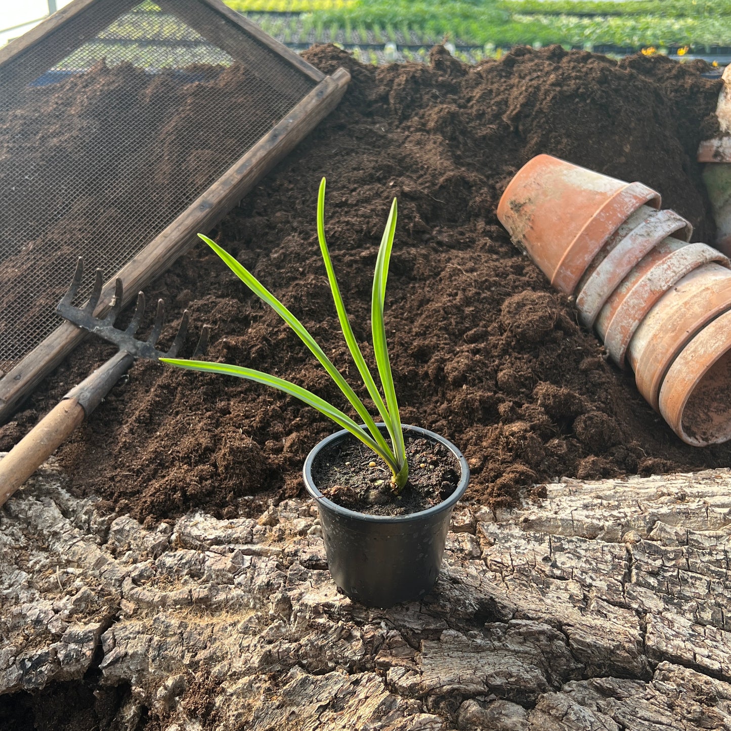 Chili-Lauch - Nectaroscordium siculum ssp. bulgaricum