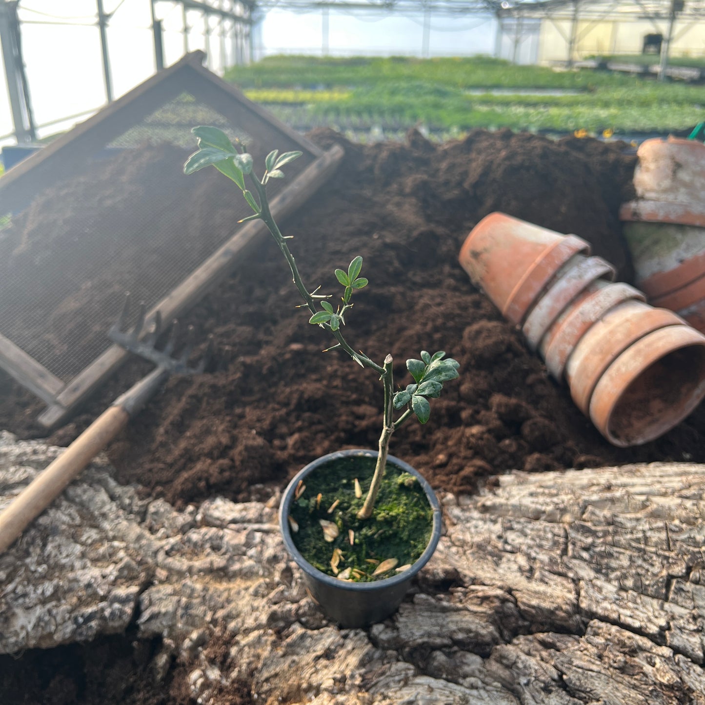 Bitter Orange - Citrus trifoliata Syn. Poncirus