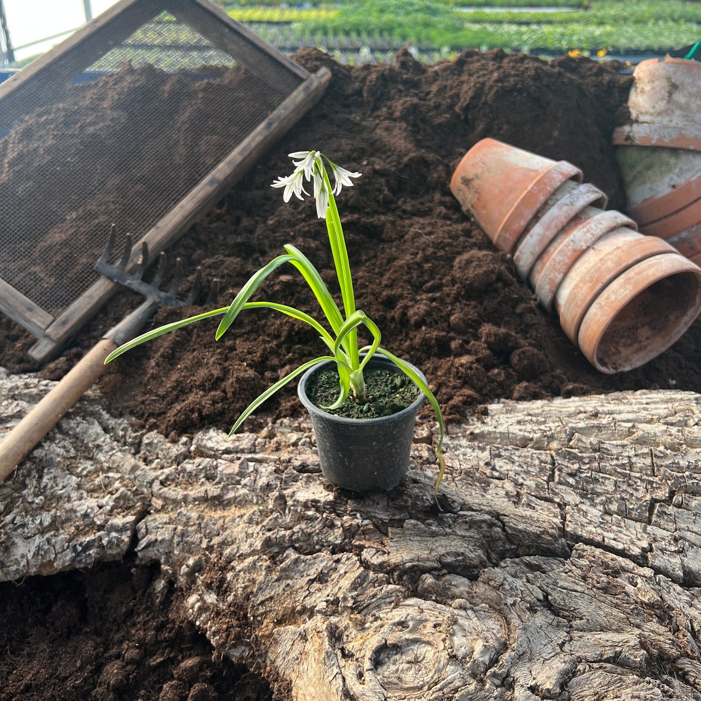 Dreieckiger Lauch - Allium triquetrum