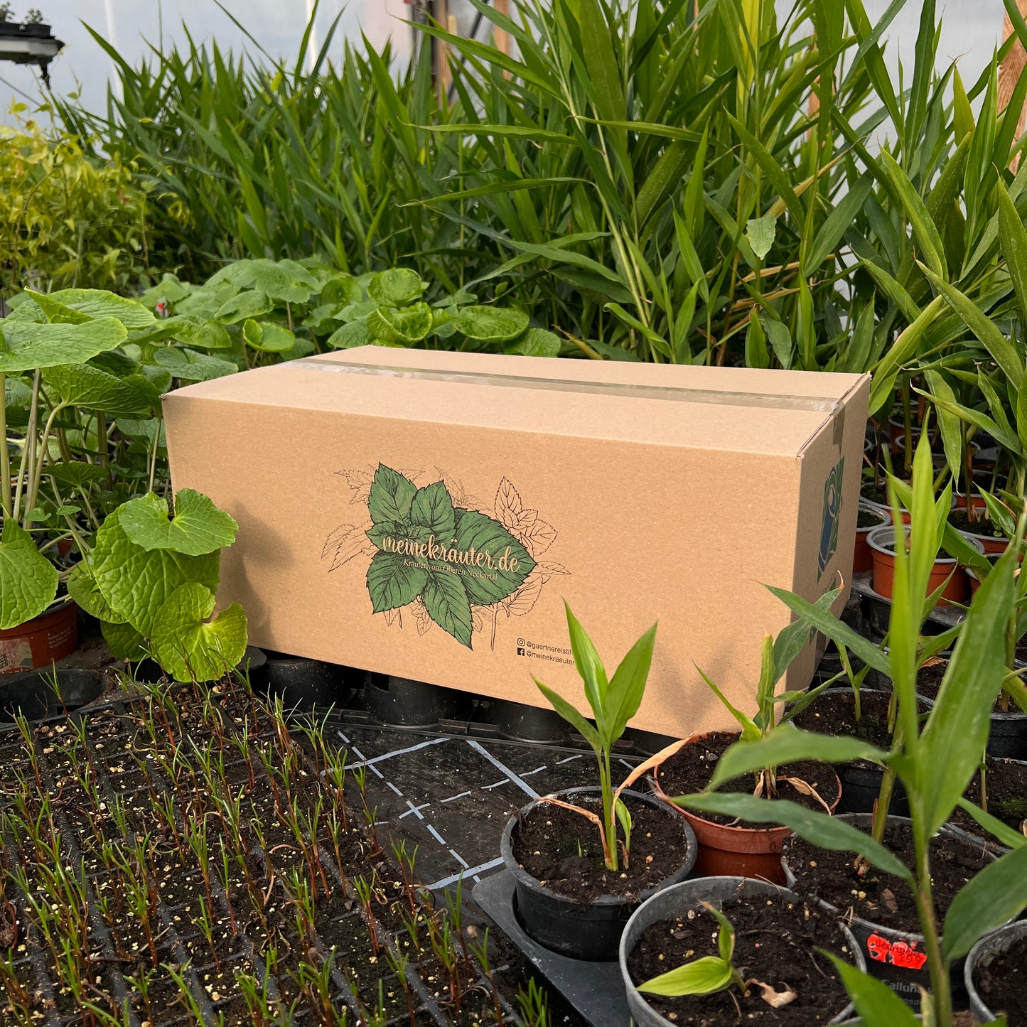 Überraschungsbox Mittel - 12 Pflanzen