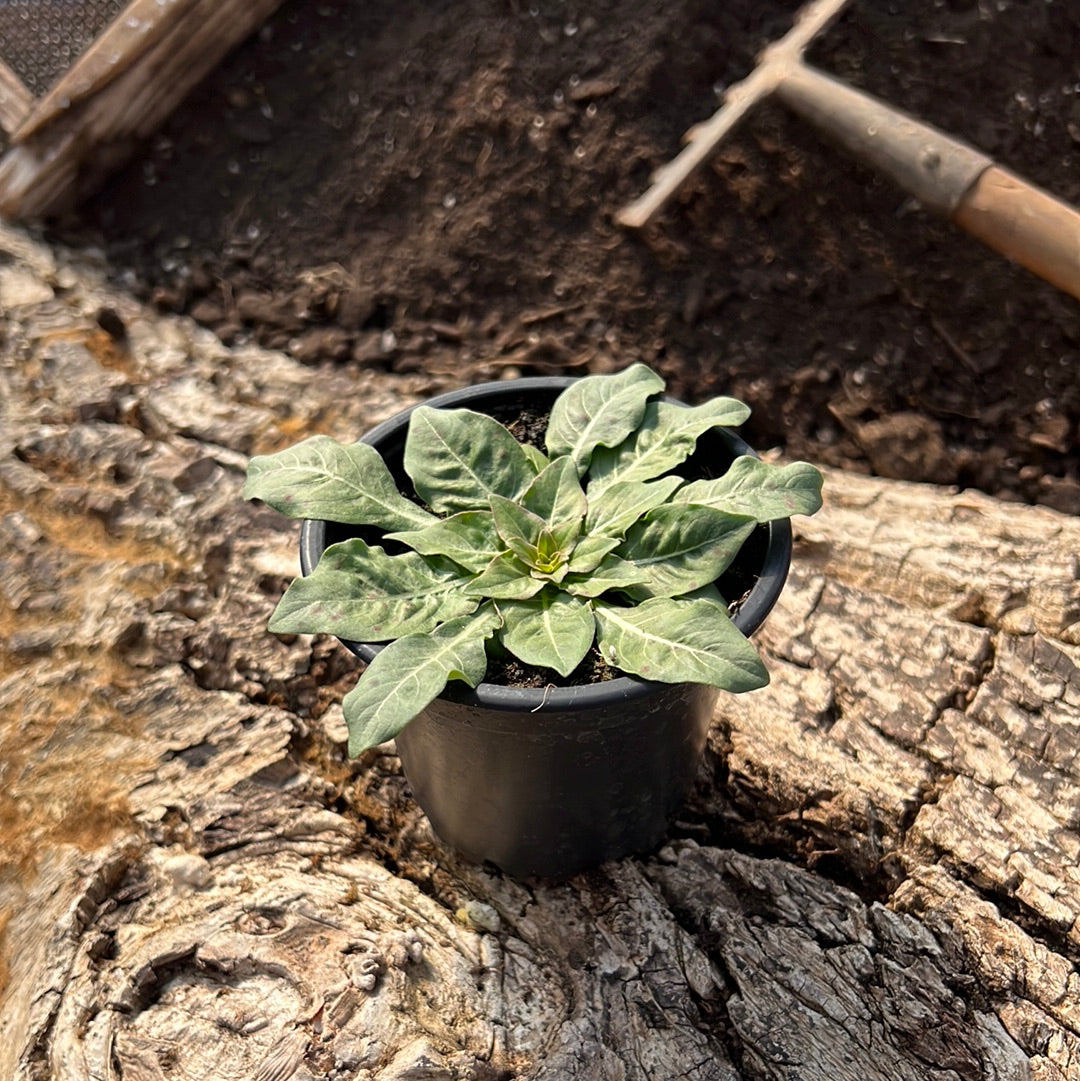 Nachtkerze - Oenothera