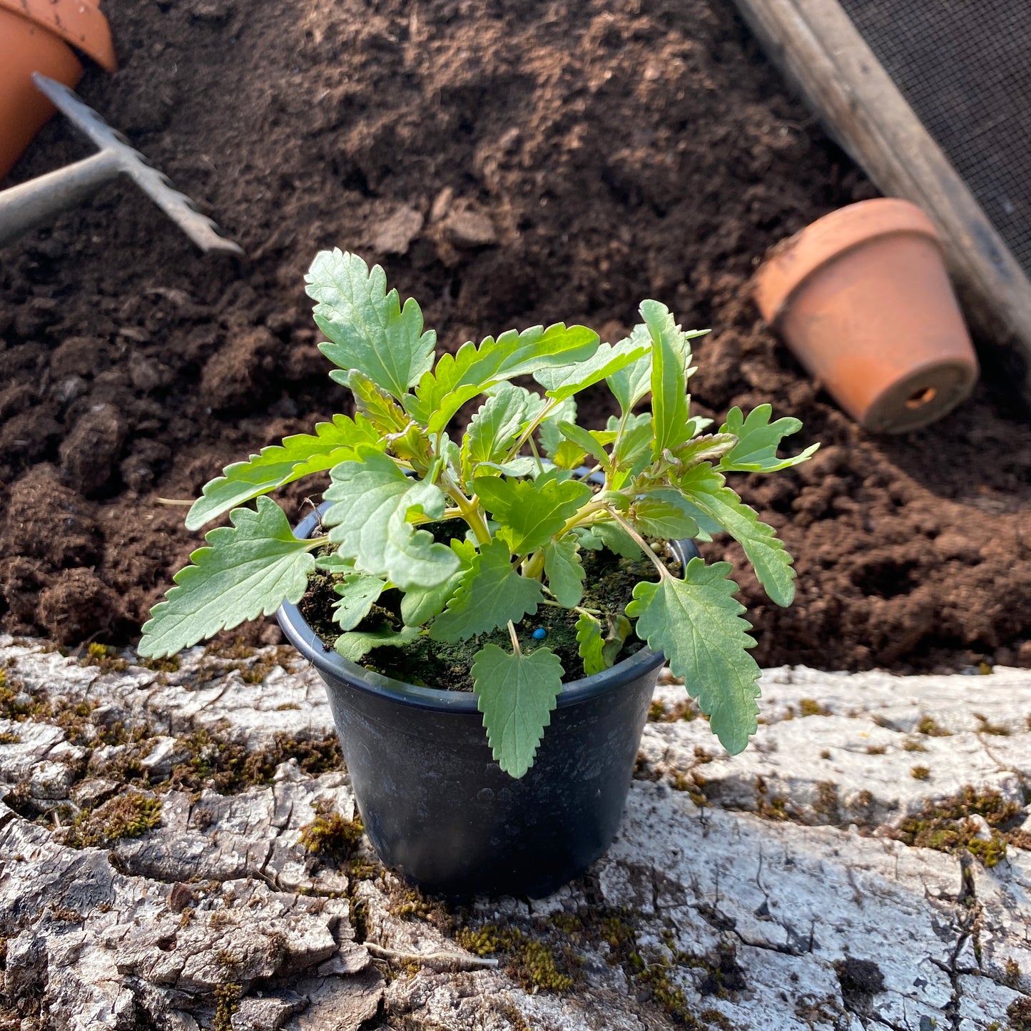 Drachenkopf Pflanze - Dracocephalum