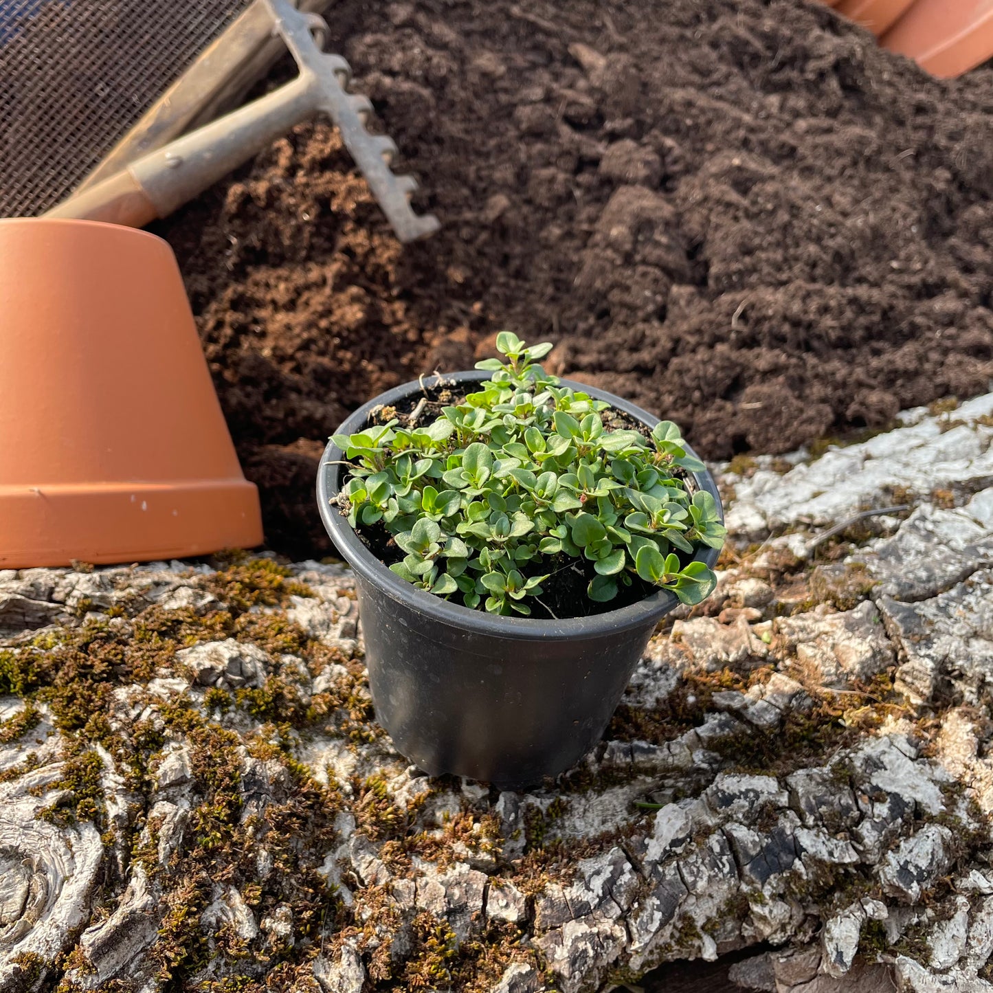 Echter Thymian, Quendel - Thymus vulgaris