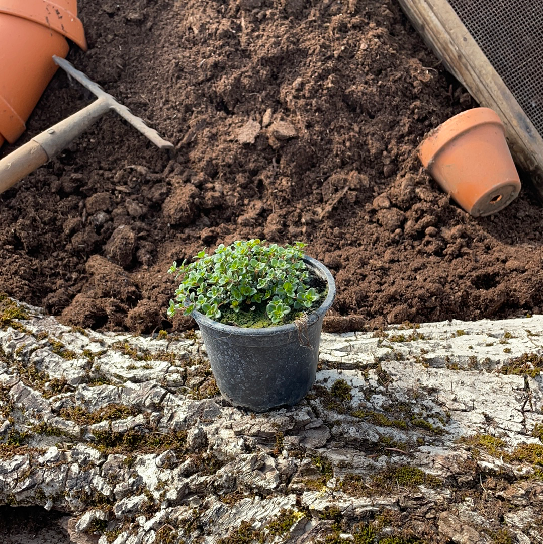 Kleiner Zitronenthymian 'Lammfiord' - Thymus x citrodorus 'Lammfiord'