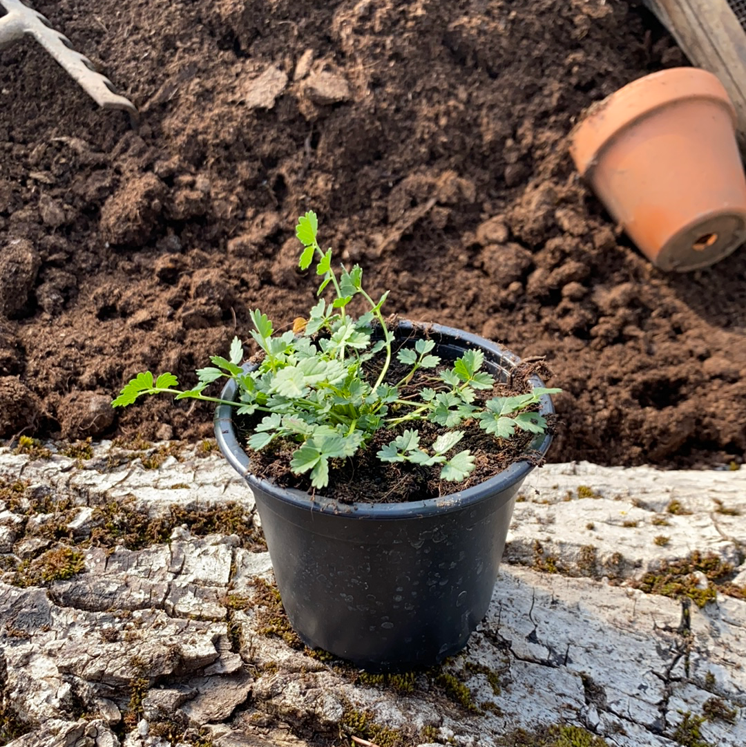 Pimpinelle - Sanguisorba minor