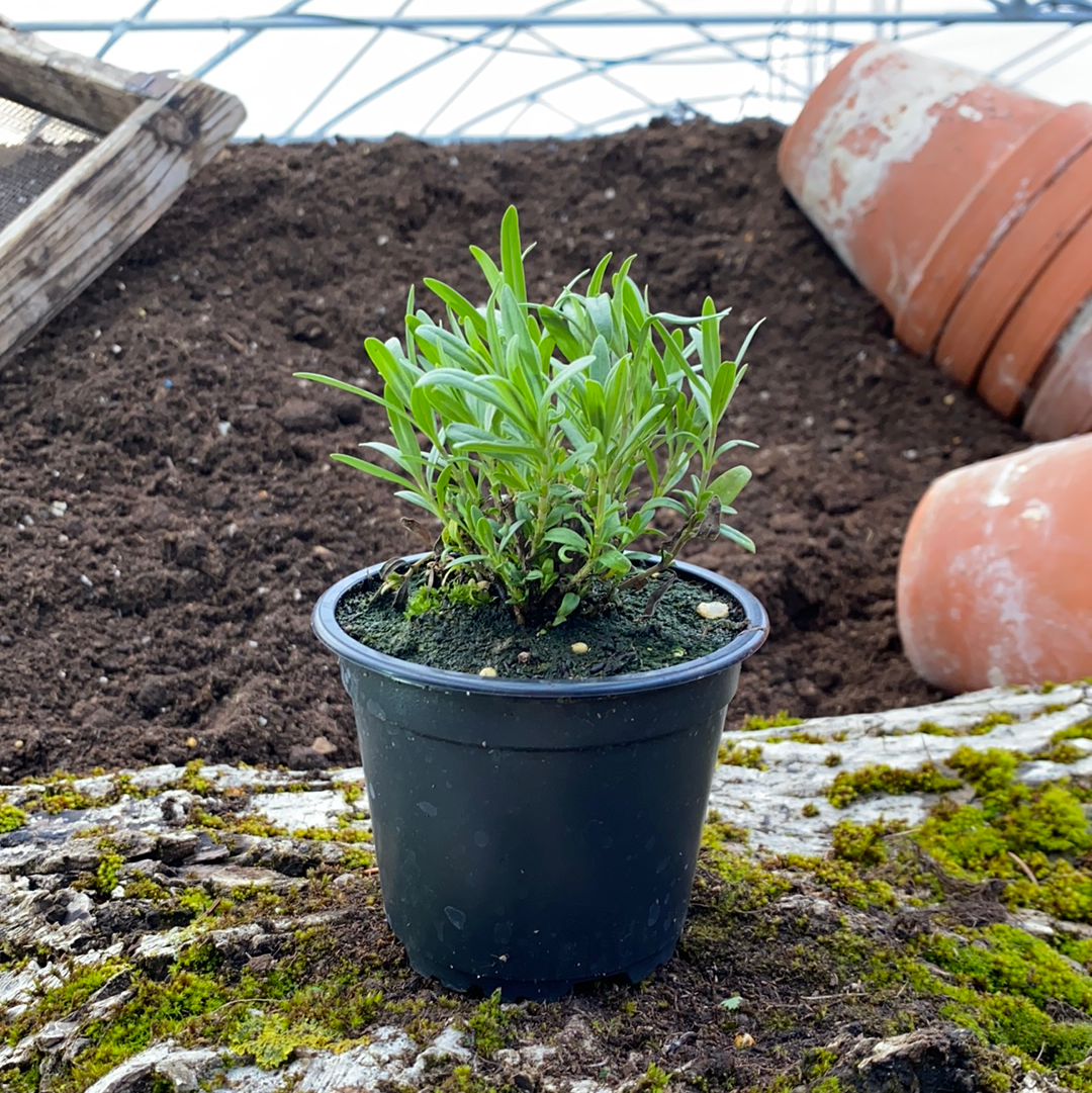 Zwerg-Ysop - Hyssopus officinalis ssp. aristatus