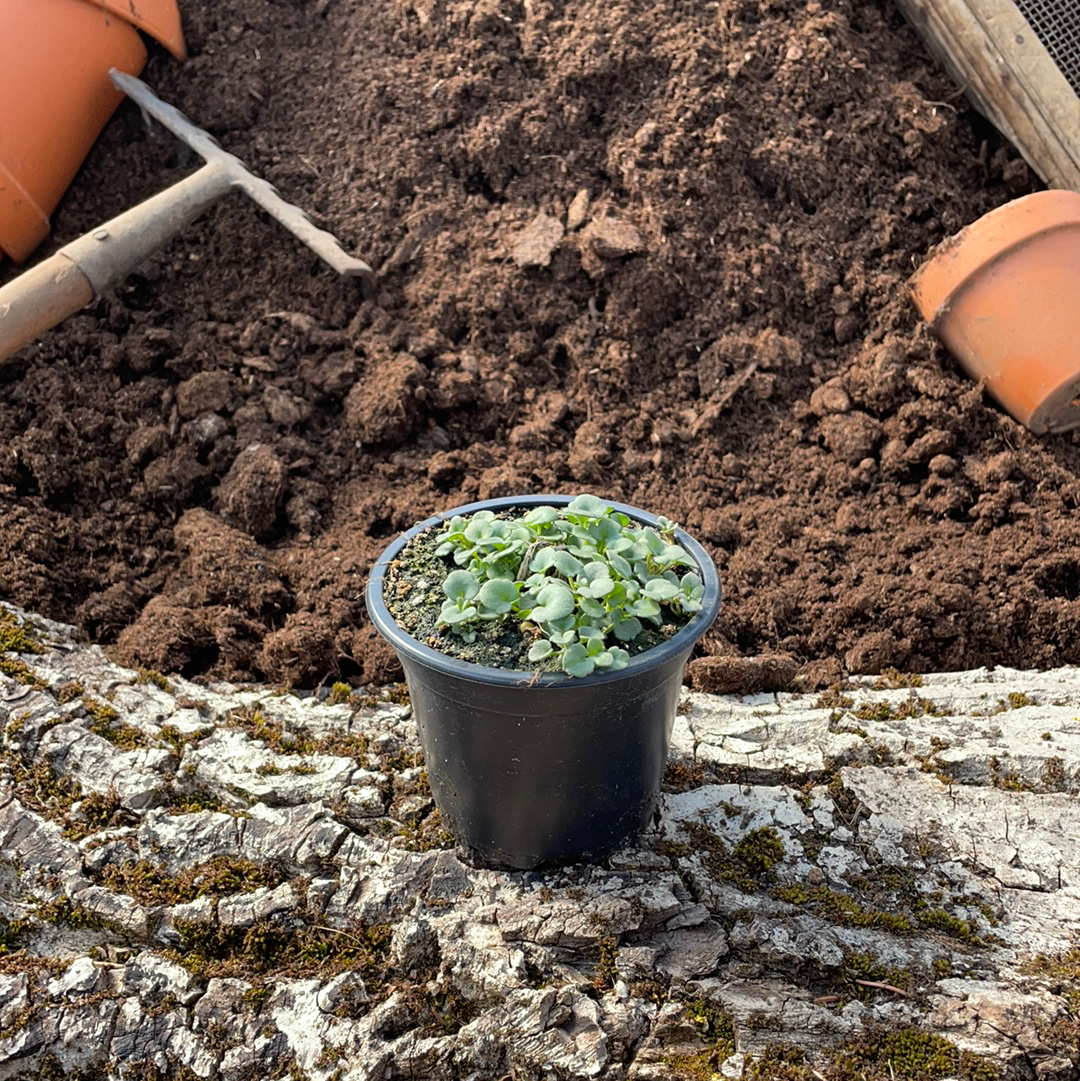 Zimbelkraut - Cymbalaria muralis