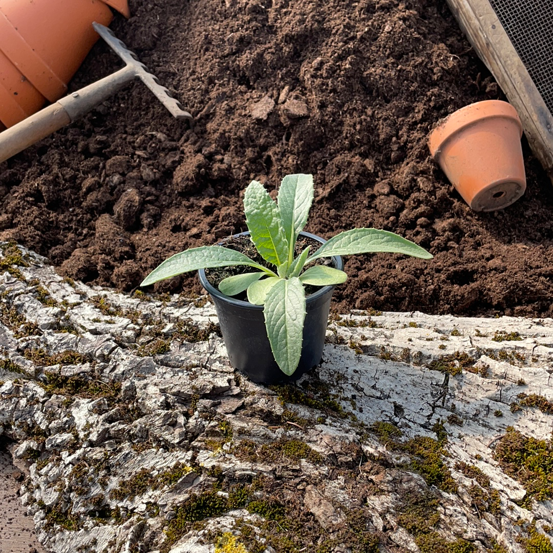 Artischocke - Cynara scolymus
