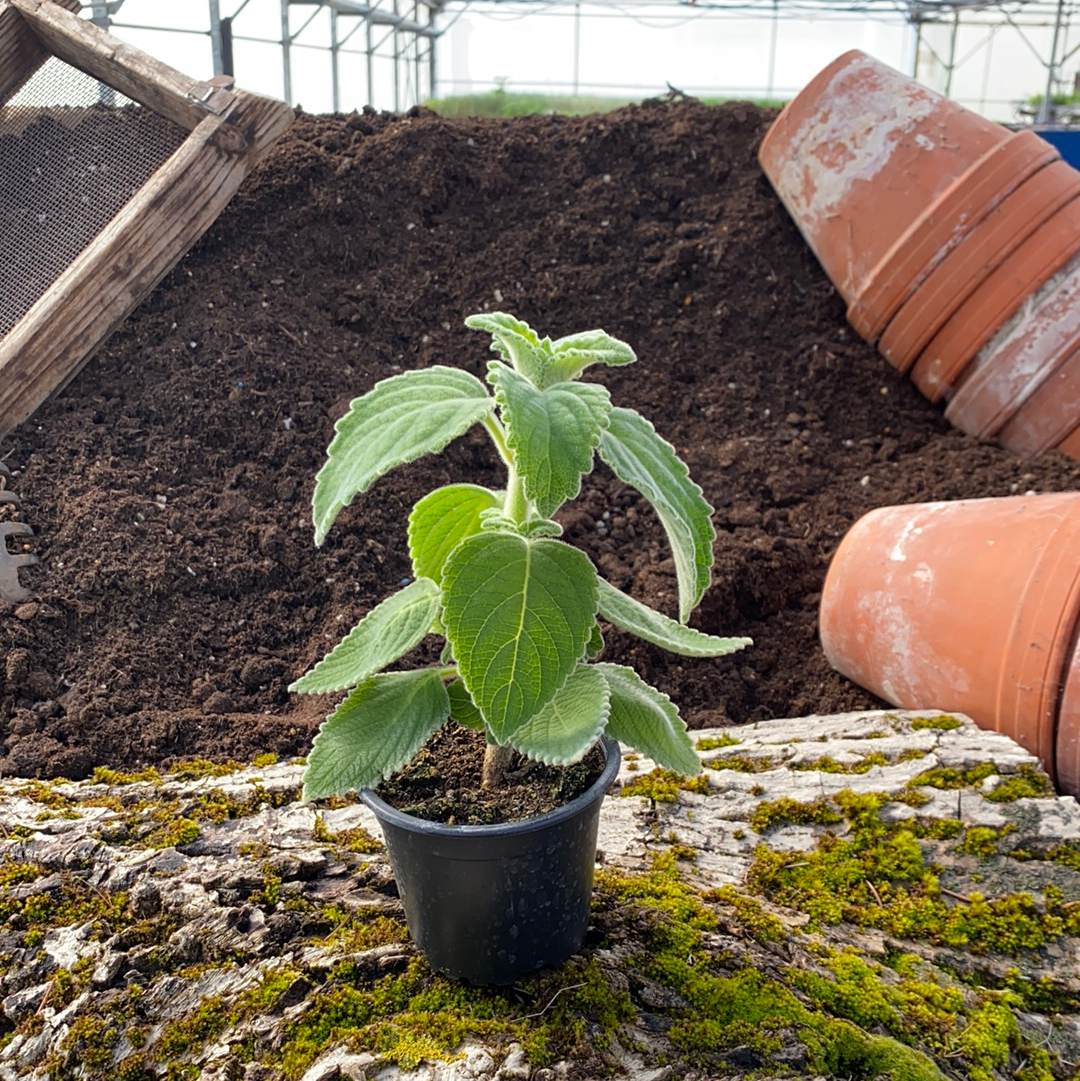 Australisches Zitronenblatt - Plectranthus species