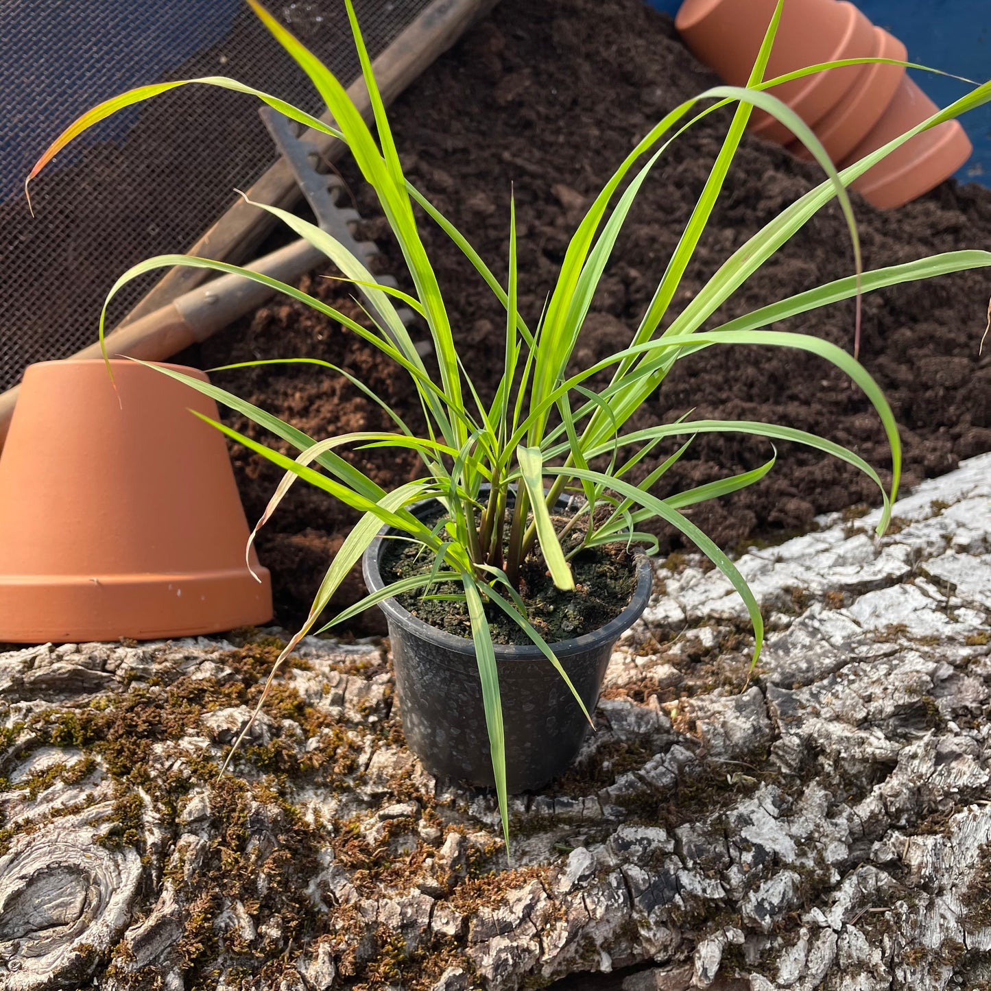 Zitronengras Ostindisches - Cymbopogon exaltatus