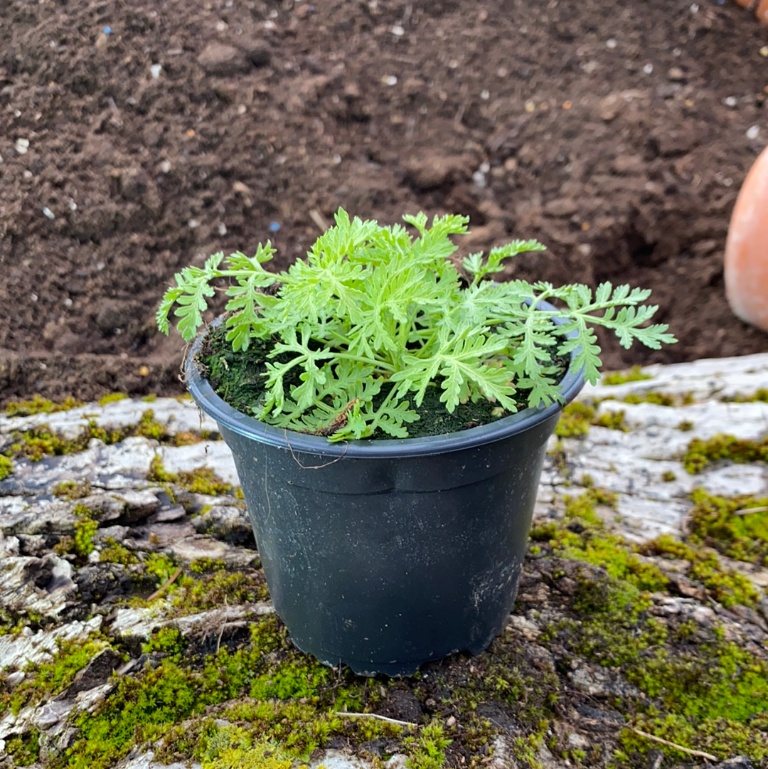 Artemisia annua - Artemisia annua