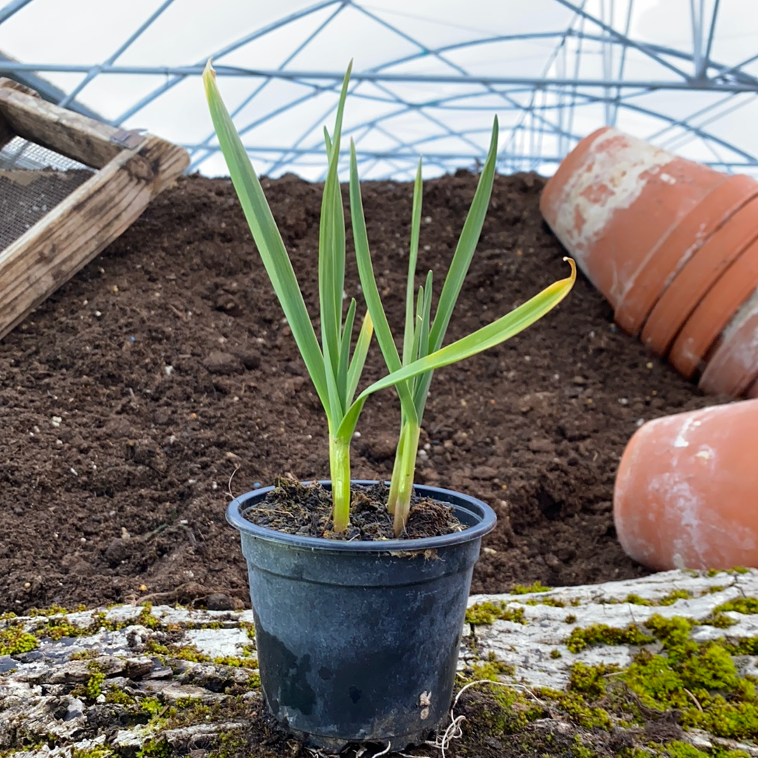 Knoblauch - Allium sativum
