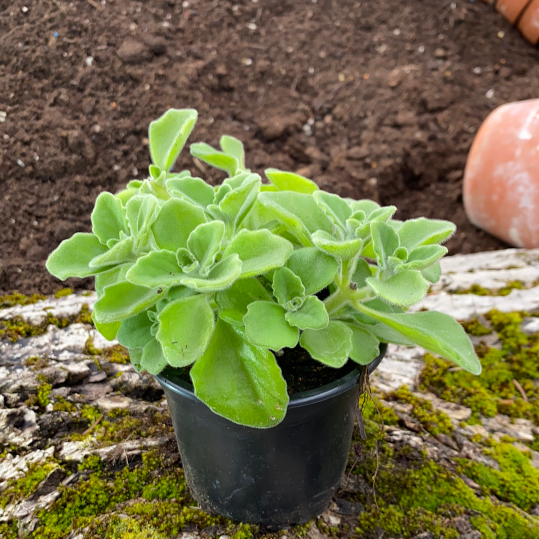 Mentholpflanze - Coleus sp.