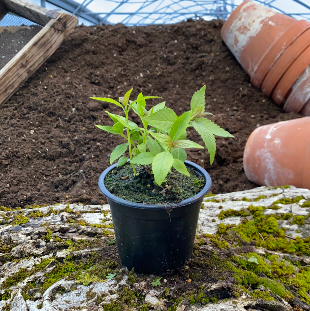 Gewürzstrauch chinesischer - Elsholtzia stauntonii