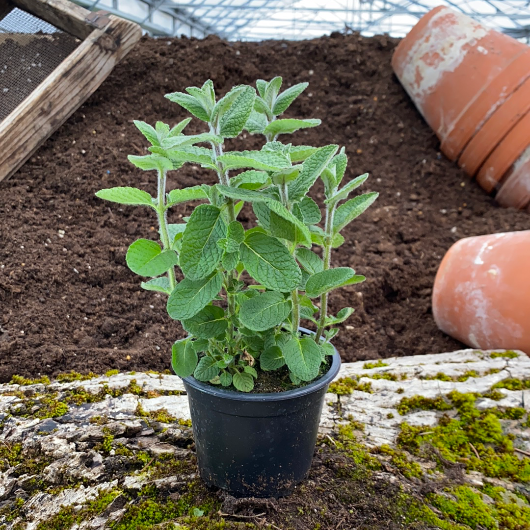 Fruchtminze - Mentha sp.