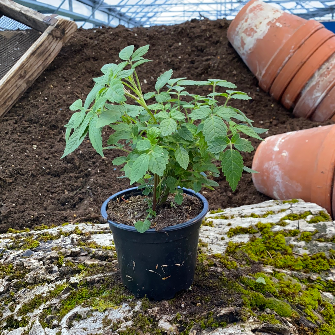 Balsamstrauch - Cedronella triphylla