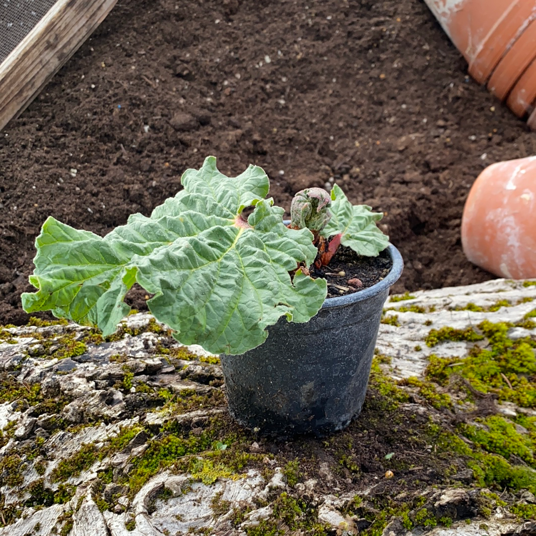 Rhabarber - Rheum rhabarbarum