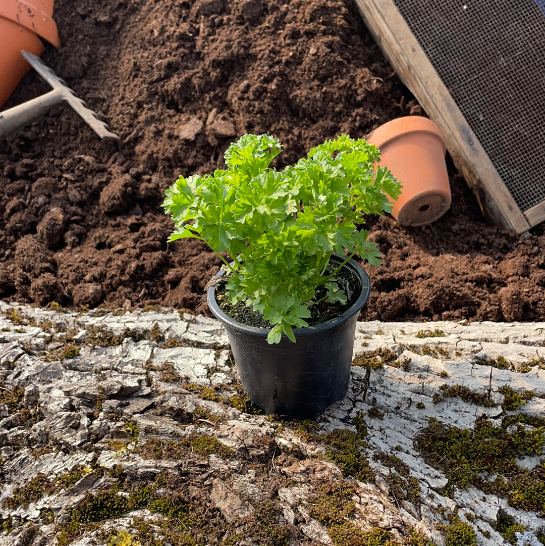 Petersilie 'Mooskrause' - Petroselinum crispum