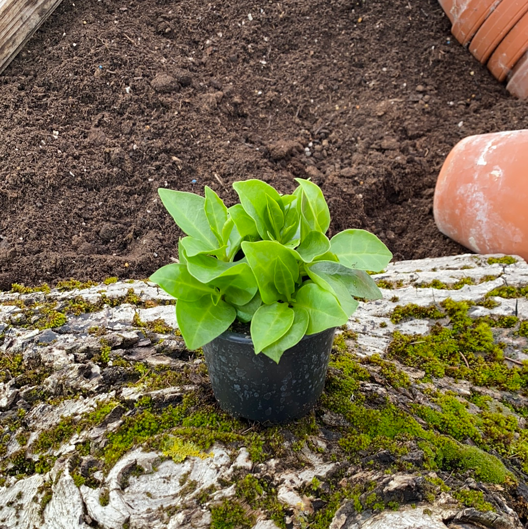 Peru-Portulak - Anredera species