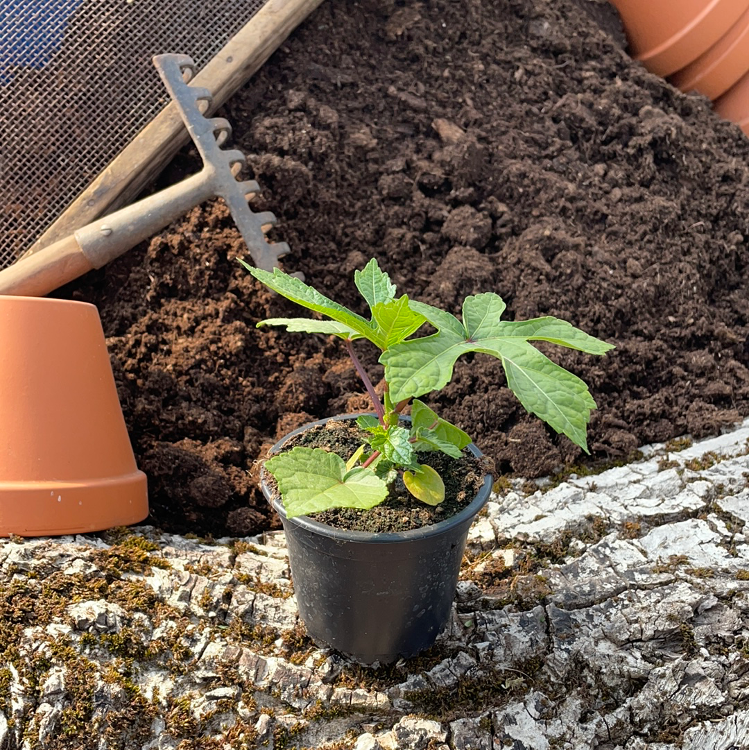 Aibika - Abelmoschus manihot