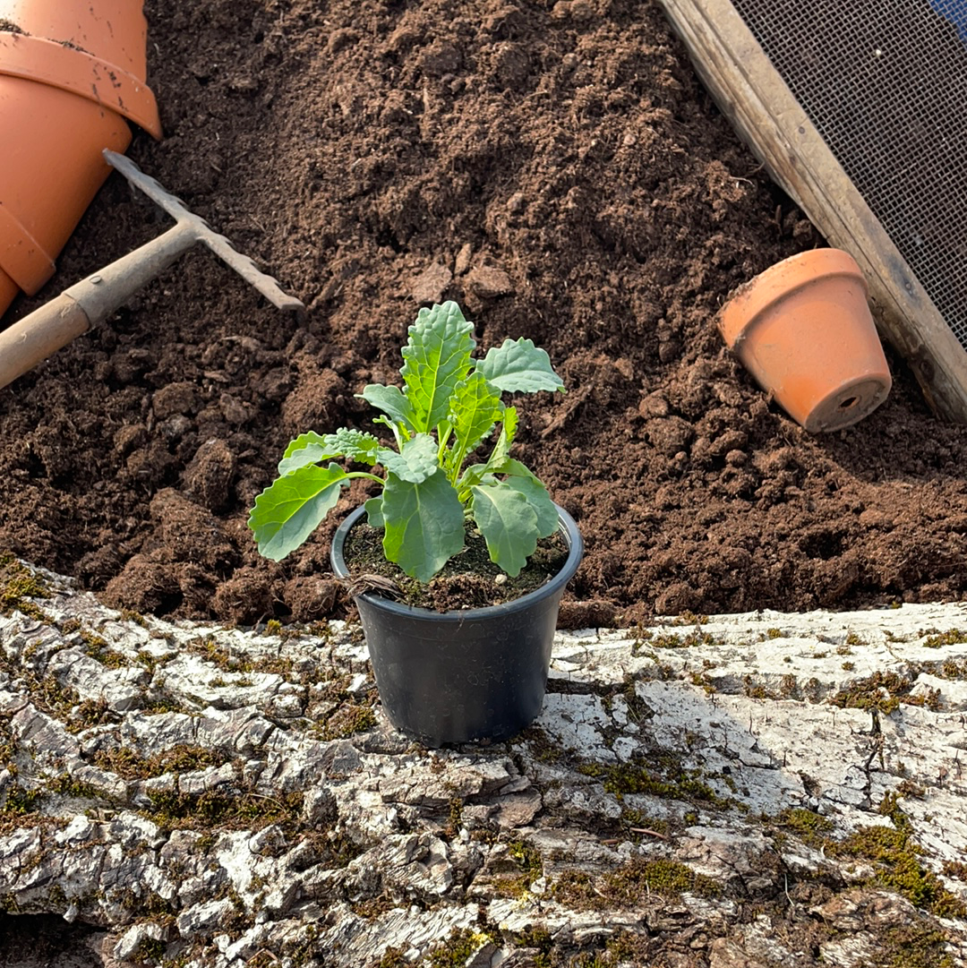 Palmkohl - Brassica oleracea var. palmifolia