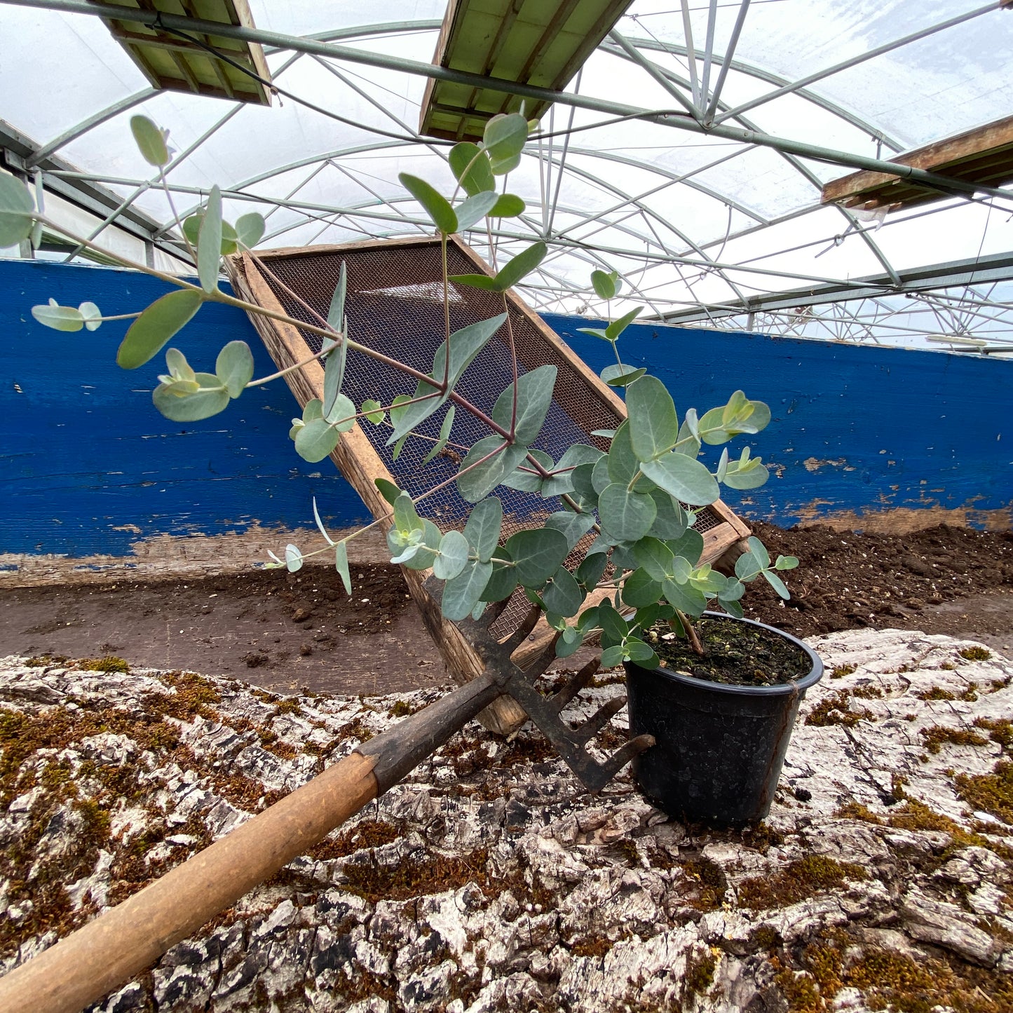 Eukalyptus 'Blue Gum' - Eucalyptus globulus