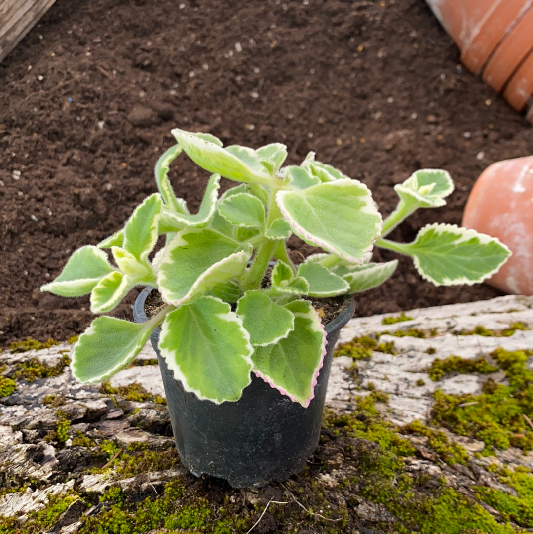 Jamaicathymian Grün/weiß - Plectranthus ambionicus v. variegatus