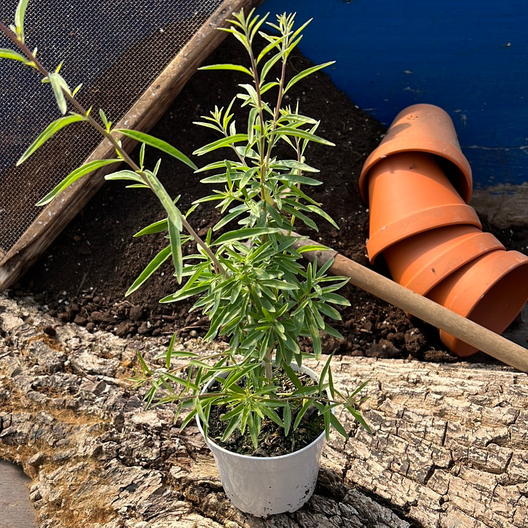 Argentinischer Minzenstrauch - Lippia polystacha